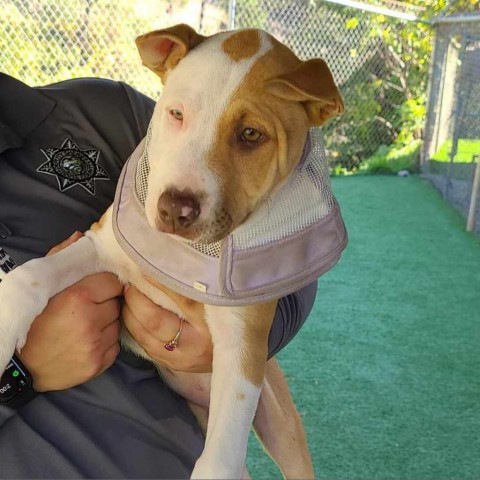 Willie, an adoptable Pit Bull Terrier in Coos Bay, OR, 97420 | Photo Image 1