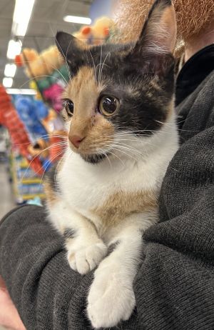 Juneberry, Adult Female Tabby