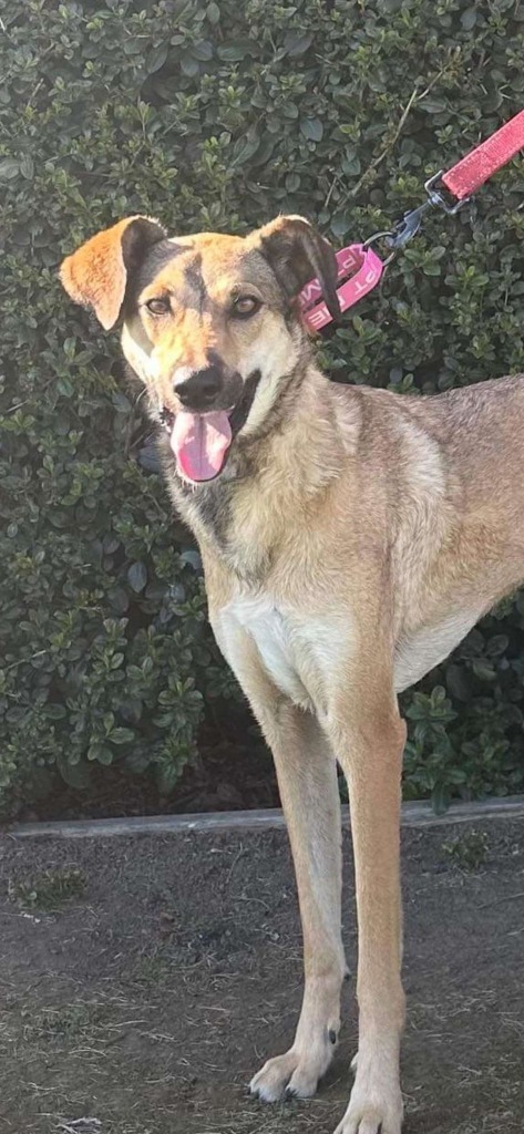 Rosa, an adoptable Carolina Dog in Brookings, OR, 97415 | Photo Image 1