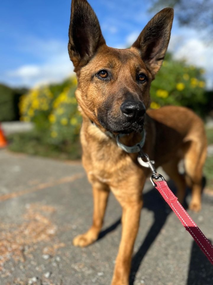 Ronnie, an adoptable German Shepherd Dog in Brookings, OR, 97415 | Photo Image 1