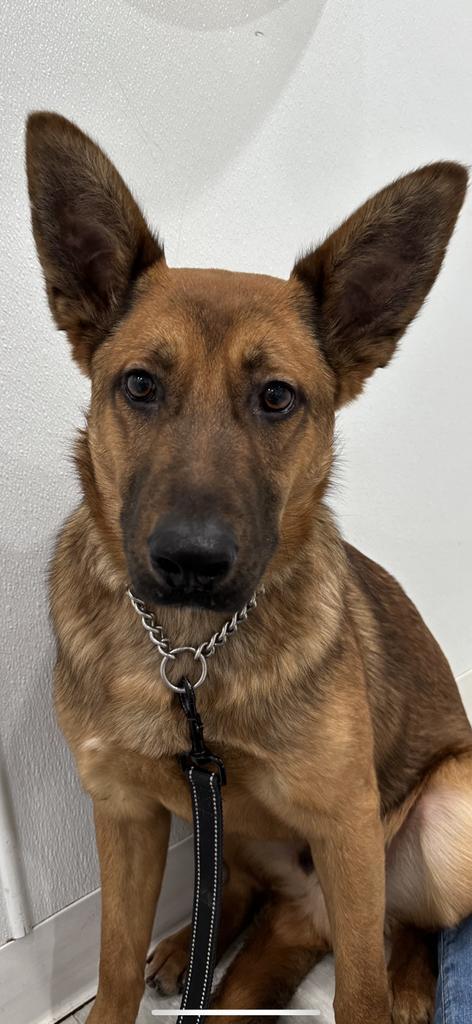 Ronnie, an adoptable German Shepherd Dog in Brookings, OR, 97415 | Photo Image 3