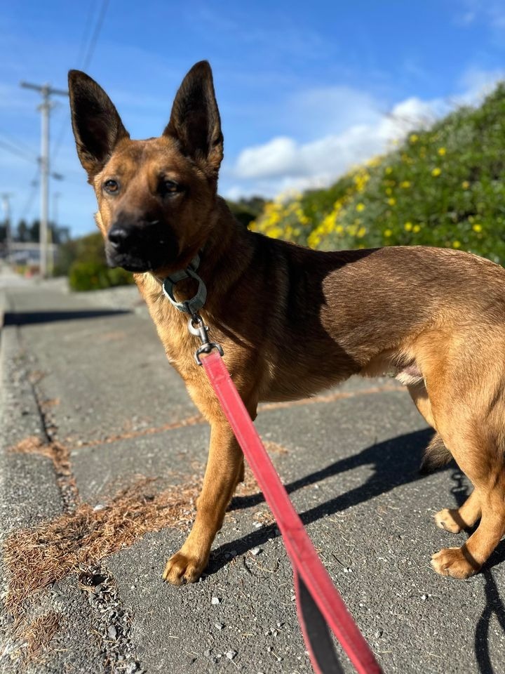 Ronnie, an adoptable German Shepherd Dog in Brookings, OR, 97415 | Photo Image 4