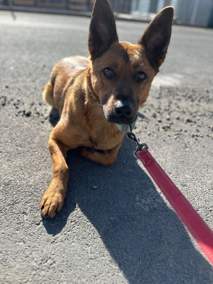 Ronnie, an adoptable German Shepherd Dog in Brookings, OR, 97415 | Photo Image 5