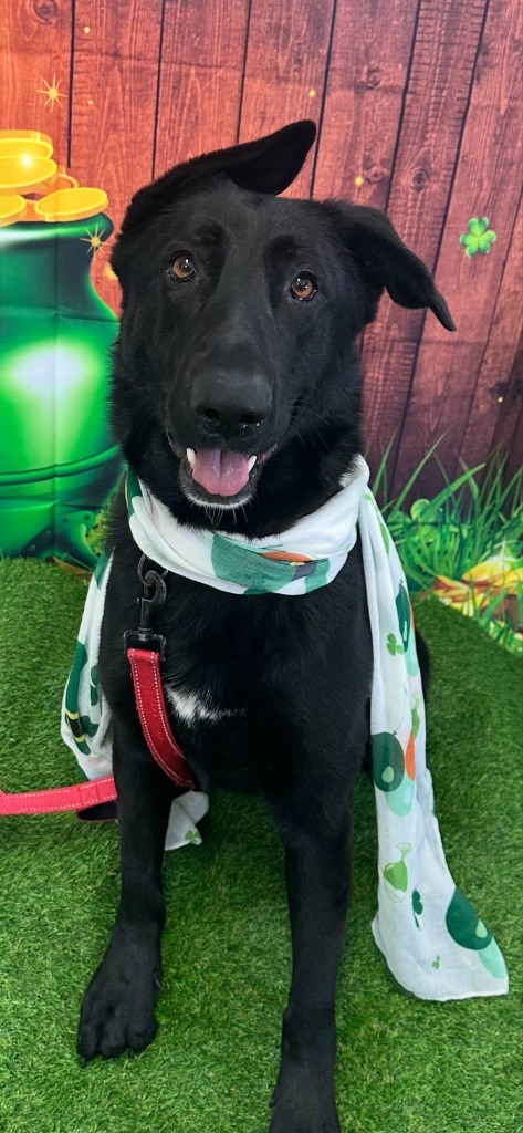 Thea, an adoptable German Shepherd Dog in Brookings, OR, 97415 | Photo Image 1