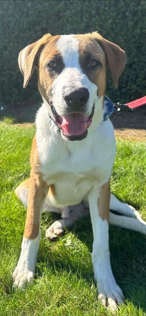 Dodger, an adoptable Anatolian Shepherd in Brookings, OR, 97415 | Photo Image 1