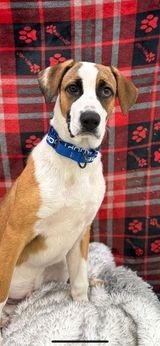 Dodger, an adoptable Anatolian Shepherd in Brookings, OR, 97415 | Photo Image 2