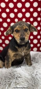 Matto, an adoptable Mountain Cur in Brookings, OR, 97415 | Photo Image 1