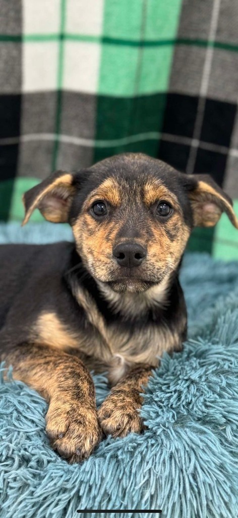 Matto, an adoptable Mountain Cur in Brookings, OR, 97415 | Photo Image 2