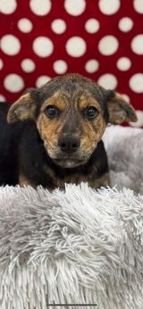 Matto, an adoptable Mountain Cur in Brookings, OR, 97415 | Photo Image 3