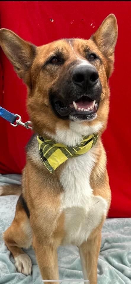 Cruz, an adoptable German Shepherd Dog in Brookings, OR, 97415 | Photo Image 1