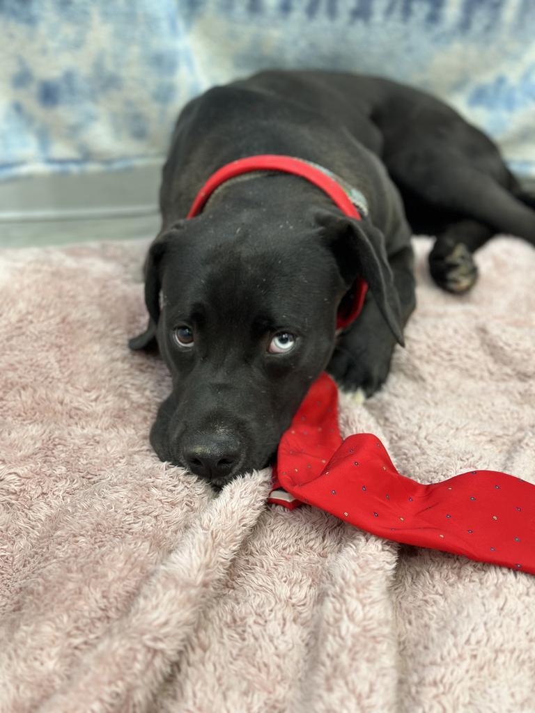 Troy, an adoptable Mastiff, Pit Bull Terrier in Brookings, OR, 97415 | Photo Image 3