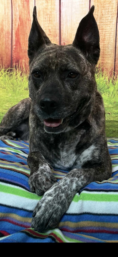 Aria, an adoptable Pit Bull Terrier in Brookings, OR, 97415 | Photo Image 1