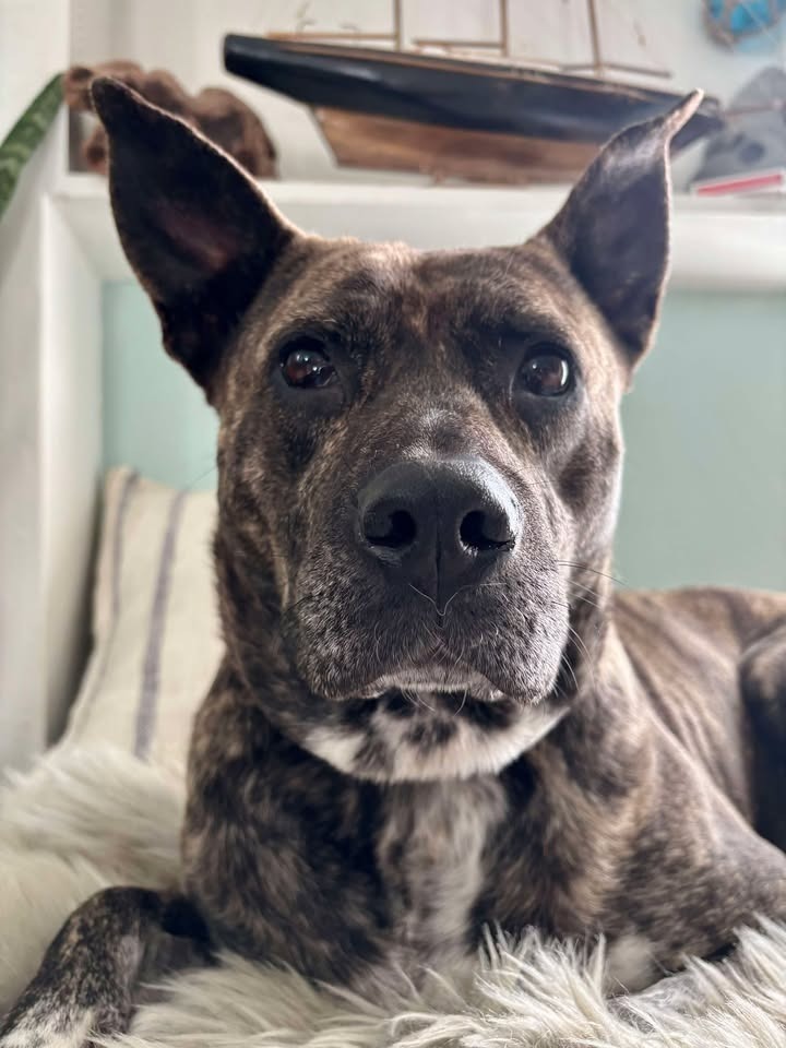 Aria, an adoptable Pit Bull Terrier in Brookings, OR, 97415 | Photo Image 3