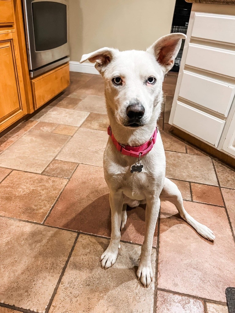 Sophie, an adoptable Husky in Brookings, OR, 97415 | Photo Image 2