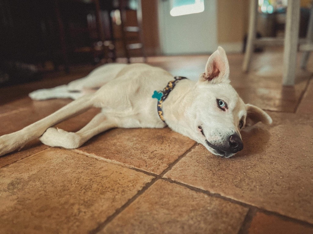 Sophie, an adoptable Husky in Brookings, OR, 97415 | Photo Image 3