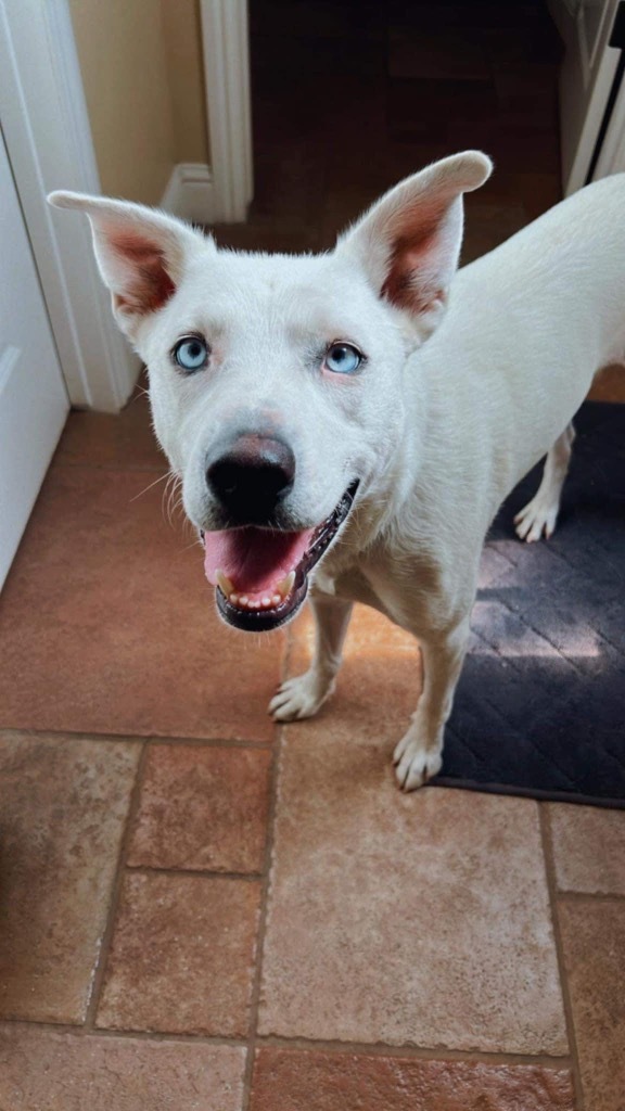 Sophie, an adoptable Husky in Brookings, OR, 97415 | Photo Image 4