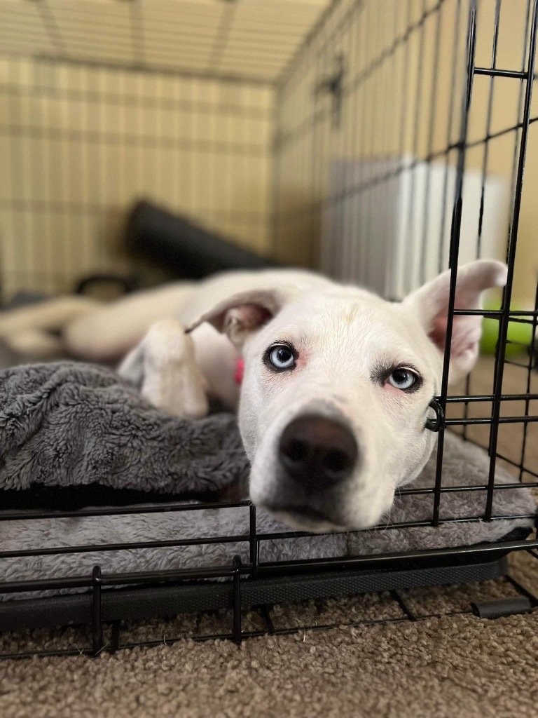 Sophie, an adoptable Husky in Brookings, OR, 97415 | Photo Image 5