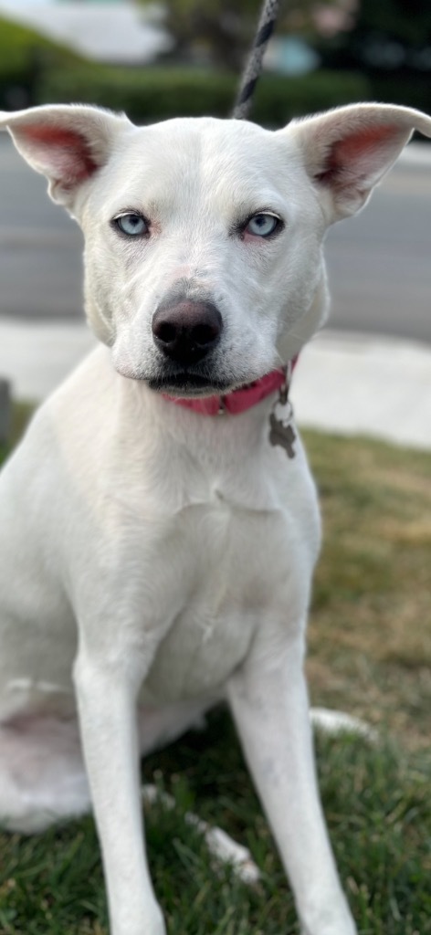 Sophie, an adoptable Husky in Brookings, OR, 97415 | Photo Image 6