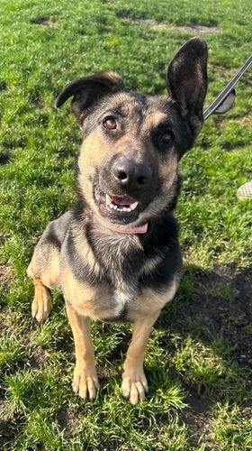 Maddie, an adoptable German Shepherd Dog in Brookings, OR, 97415 | Photo Image 2