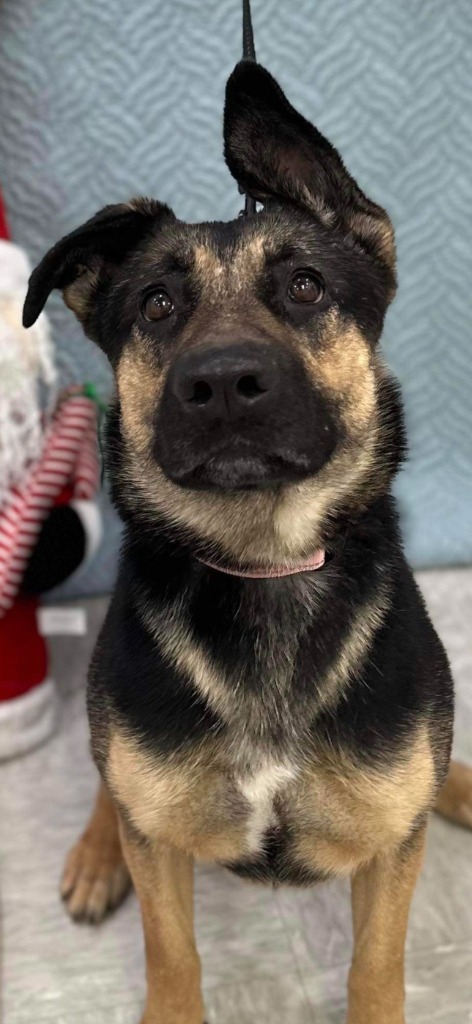 Maddie, an adoptable German Shepherd Dog in Brookings, OR, 97415 | Photo Image 3