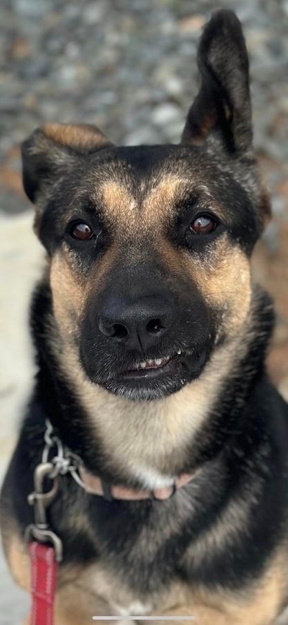 Maddie, an adoptable German Shepherd Dog in Brookings, OR, 97415 | Photo Image 6