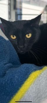 Sweet Tart, an adoptable Domestic Short Hair in Brookings, OR, 97415 | Photo Image 1