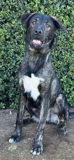 Bear, an adoptable Border Collie, Labrador Retriever in Brookings, OR, 97415 | Photo Image 1