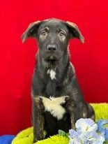 Bear, an adoptable Border Collie, Labrador Retriever in Brookings, OR, 97415 | Photo Image 2