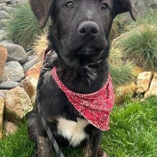 Bear, an adoptable Border Collie, Labrador Retriever in Brookings, OR, 97415 | Photo Image 3