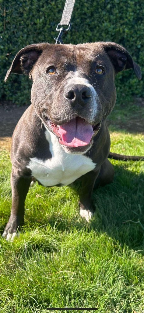 Dolly, an adoptable Pit Bull Terrier in Brookings, OR, 97415 | Photo Image 1