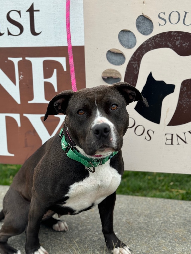 Dolly, an adoptable Pit Bull Terrier in Brookings, OR, 97415 | Photo Image 2