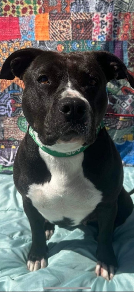 Dolly, an adoptable Pit Bull Terrier in Brookings, OR, 97415 | Photo Image 3