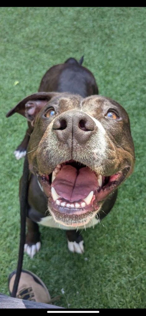 Dolly, an adoptable Pit Bull Terrier in Brookings, OR, 97415 | Photo Image 4