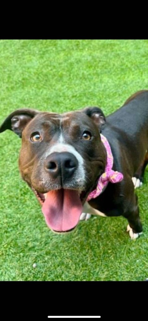 Dolly, an adoptable Pit Bull Terrier in Brookings, OR, 97415 | Photo Image 5