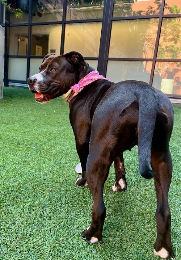 Dolly, an adoptable Pit Bull Terrier in Brookings, OR, 97415 | Photo Image 6