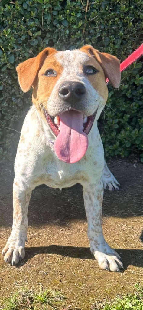 Ringo, an adoptable Cattle Dog in Brookings, OR, 97415 | Photo Image 1