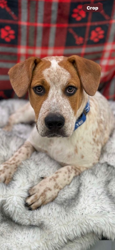 Ringo, an adoptable Cattle Dog in Brookings, OR, 97415 | Photo Image 2