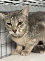 Cheyenne, an adoptable Domestic Short Hair in Brookings, OR, 97415 | Photo Image 1