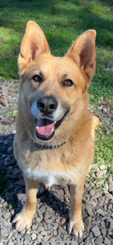 Gemma, an adoptable German Shepherd Dog in Brookings, OR, 97415 | Photo Image 1