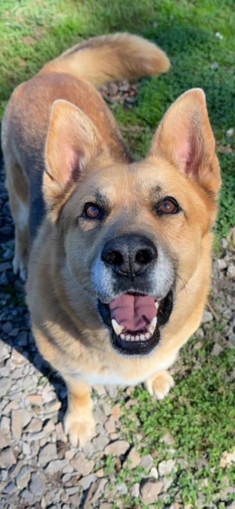 Gemma, an adoptable German Shepherd Dog in Brookings, OR, 97415 | Photo Image 6