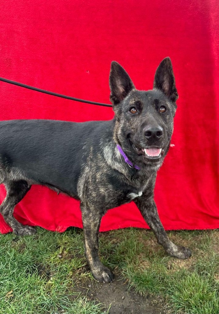 Mattie, an adoptable Dutch Shepherd in Brookings, OR, 97415 | Photo Image 1