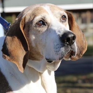 Colby, Senior Male Hound