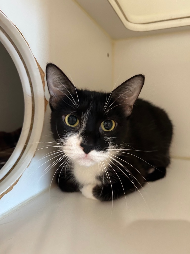 K0 Birdy Mom, an adoptable Domestic Short Hair in Ashland, WI, 54806 | Photo Image 1