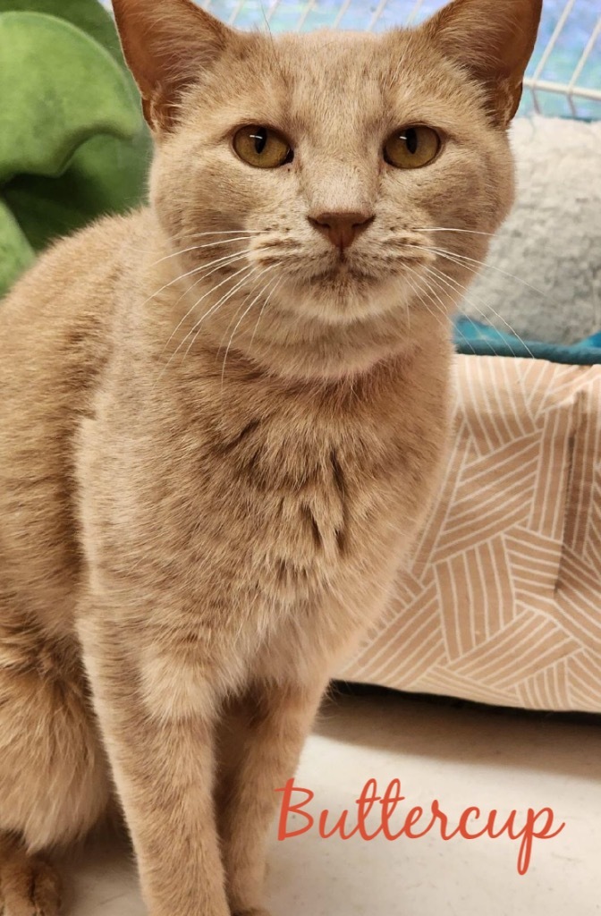 BUTTERCUP, an adoptable Domestic Short Hair in Muskegon, MI, 49442 | Photo Image 1