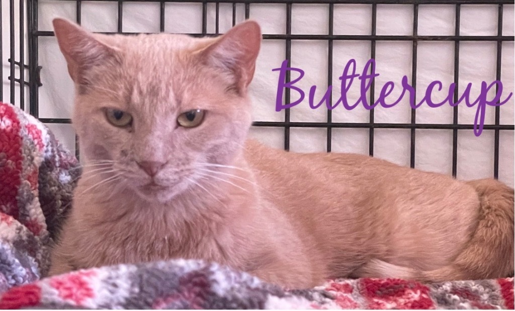 BUTTERCUP, an adoptable Domestic Short Hair in Muskegon, MI, 49442 | Photo Image 2
