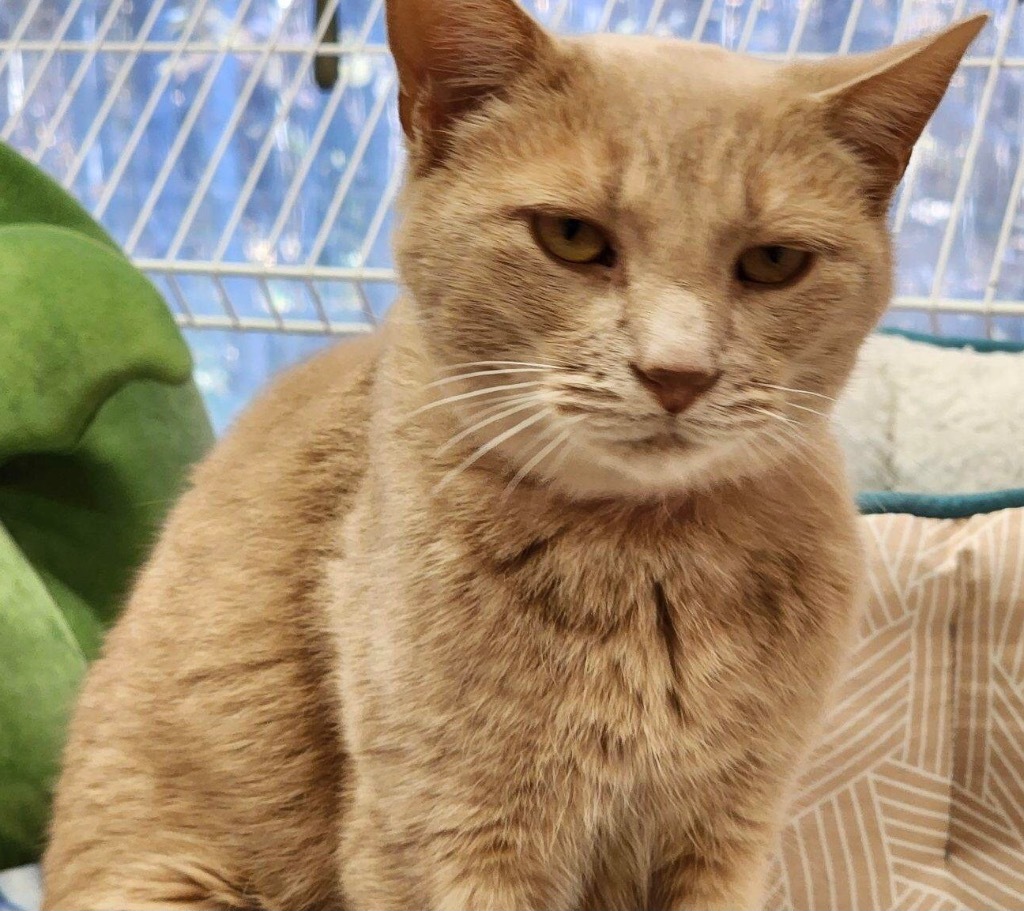 BUTTERCUP, an adoptable Domestic Short Hair in Muskegon, MI, 49442 | Photo Image 3