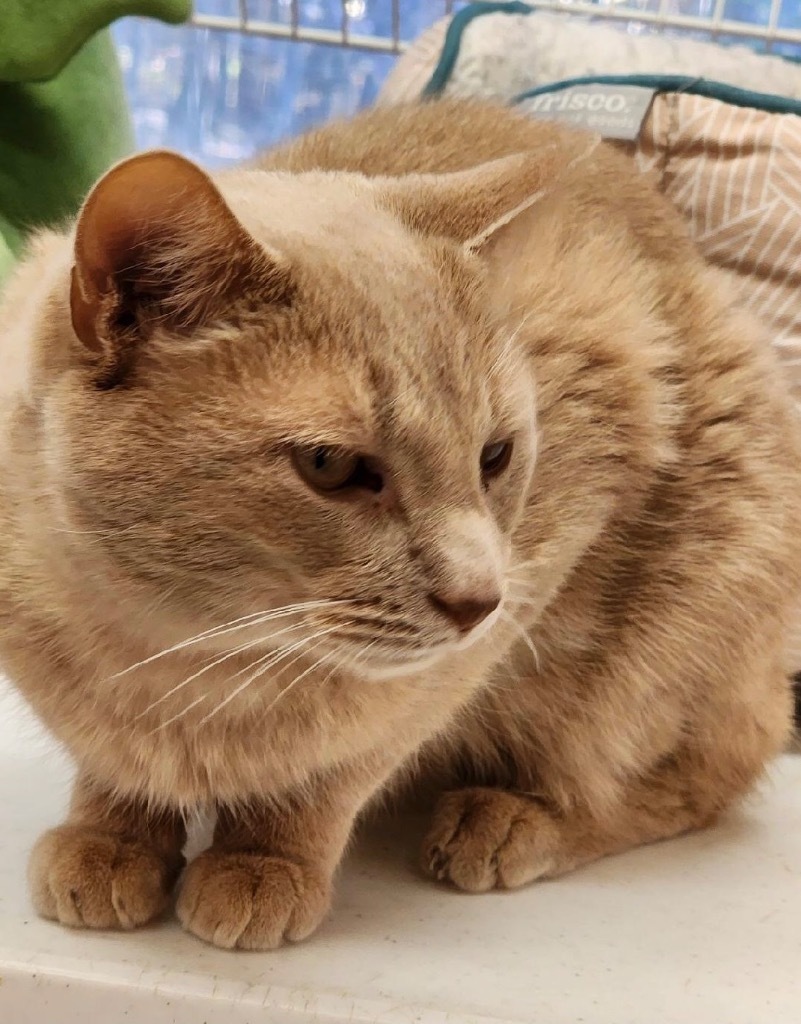 BUTTERCUP, an adoptable Domestic Short Hair in Muskegon, MI, 49442 | Photo Image 4