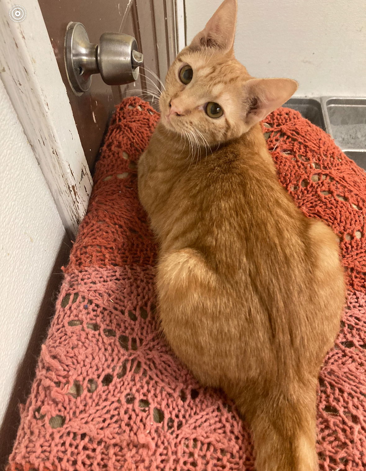 Cayenne, an adoptable Domestic Short Hair in Jackson, MS, 39213 | Photo Image 1