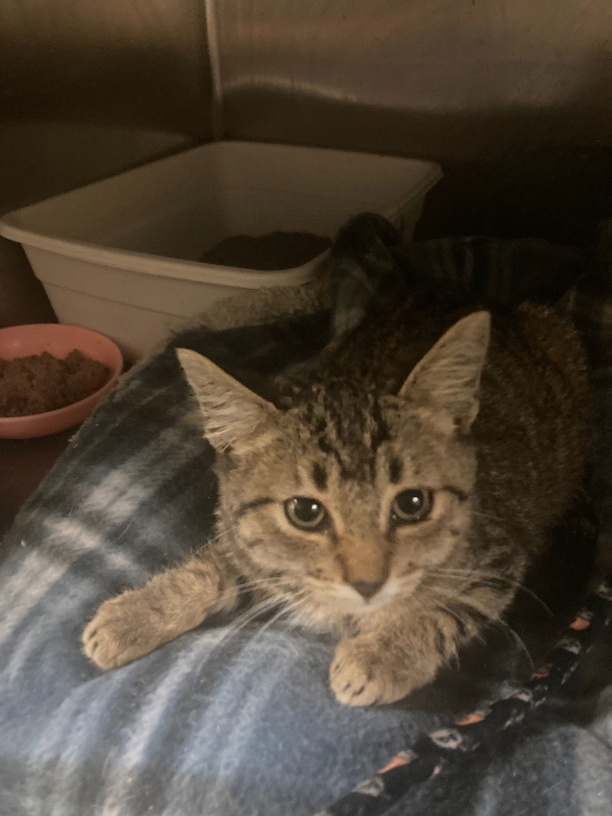 Tim, an adoptable Domestic Short Hair in Jackson, MS, 39213 | Photo Image 1