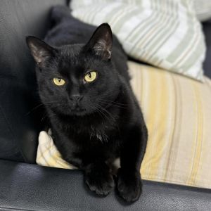 Casserole, Adult Male Domestic Short Hair